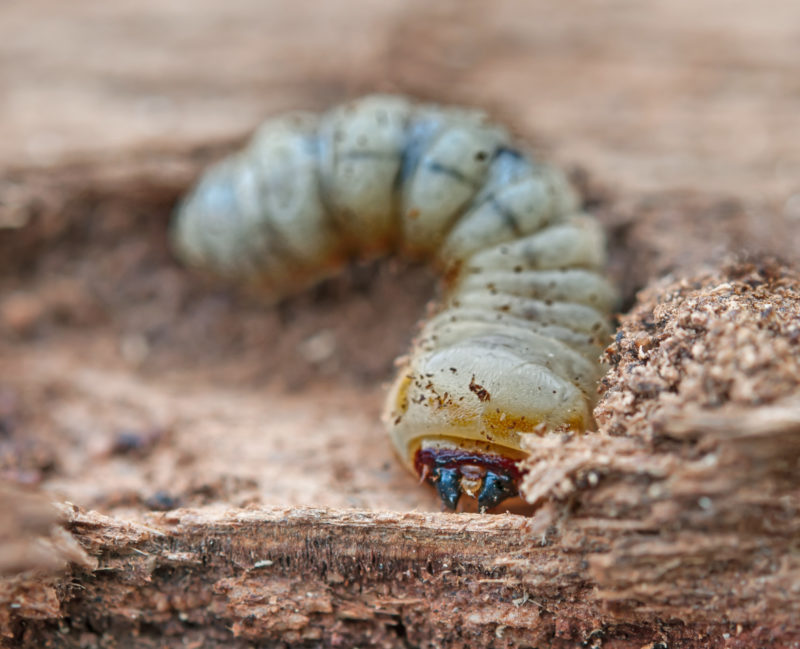 larva červotoča