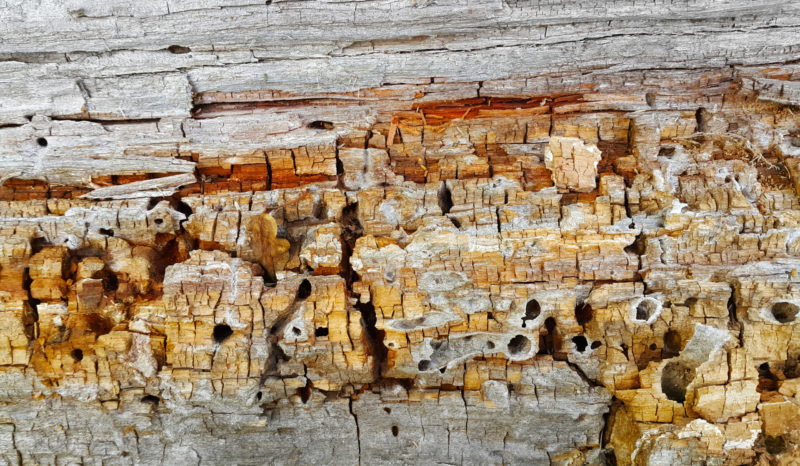 Textúra rozpadajúceho sa kmeňa stromu napadnutého škodcami